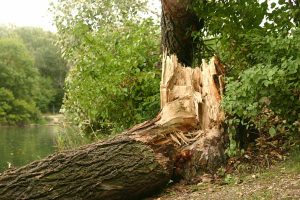 Beavers at work