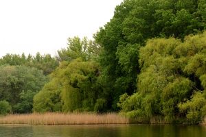 A rainy day in the Lobau