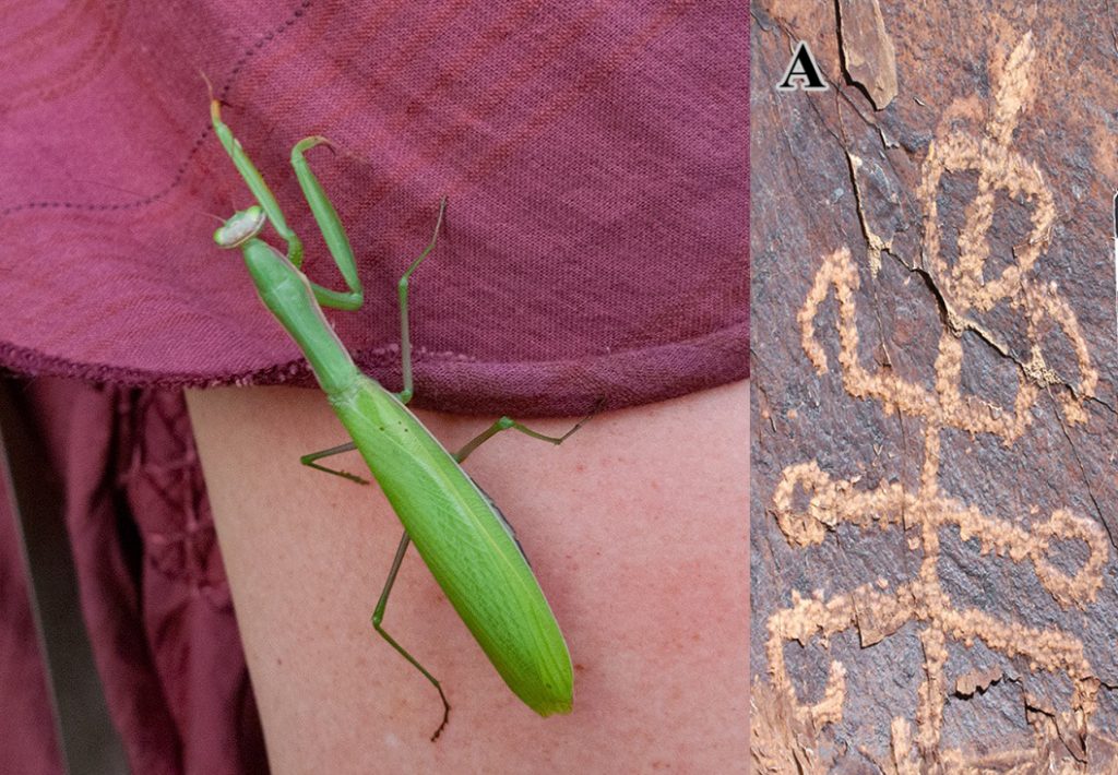 Rechts: Gottesanbeterin (engl. "Praying Manits", lat. Mantis religiosa in der Lobau. Links: Prähistorisches Ritzbild einer Gottesanbeterin aus dem Iran